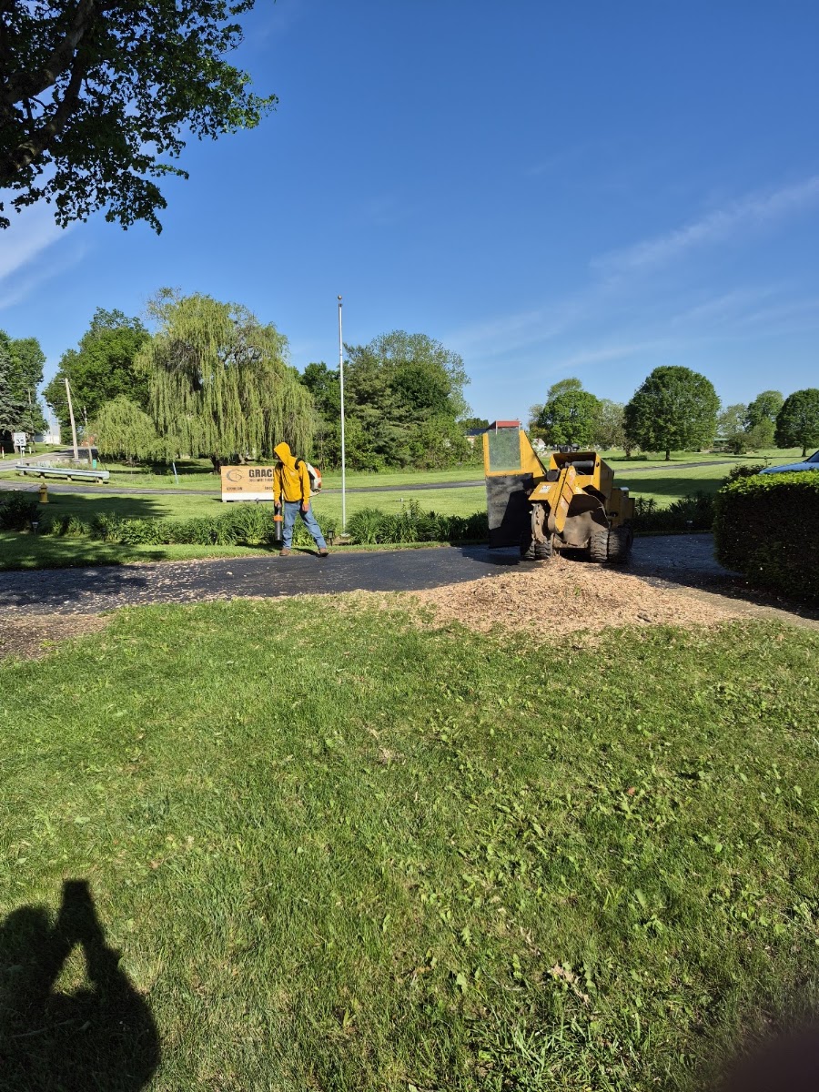 Montes tree&firewood service LLC