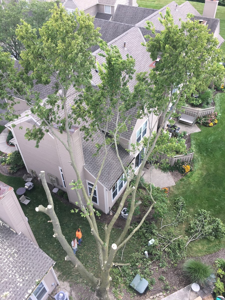 Montes tree&firewood service LLC