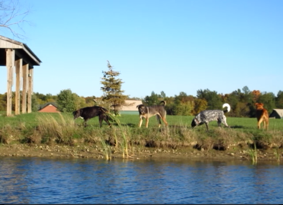 Mutt's Paradise AmuseMutt Park & Dog Training Center