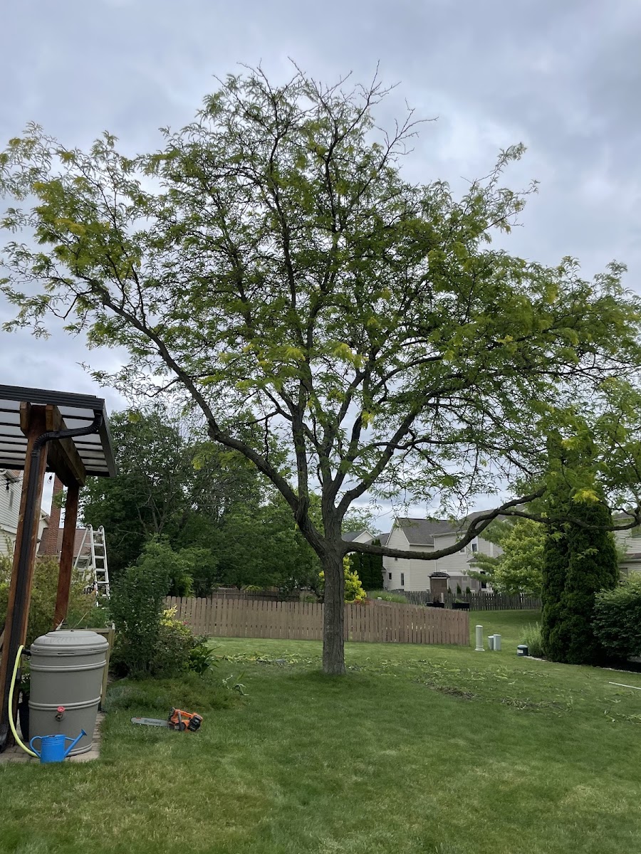 Sykes Tree Service