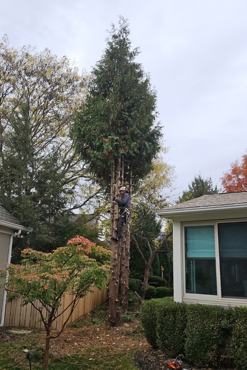 Sykes Tree Service
