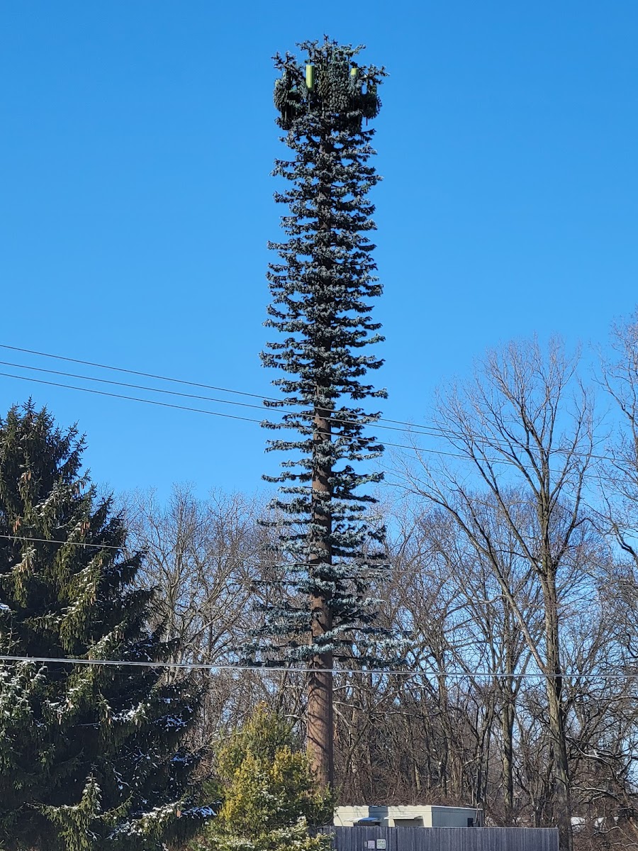 Sykes Tree Service