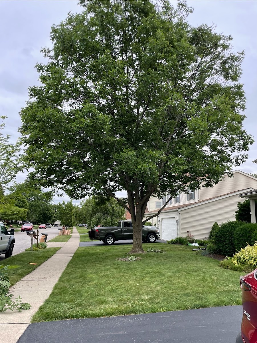 Sykes Tree Service